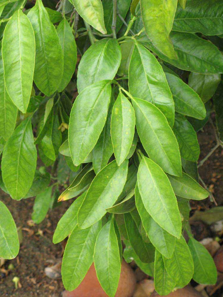            Sun leaves (Riverside, CA)   